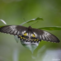 Troides darsius Gray, 1852